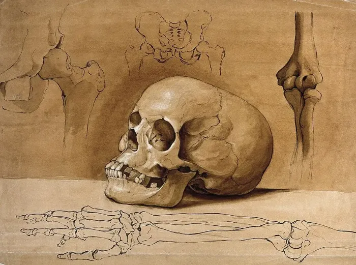 Framed Print : Medicine, Anatomy, Skull, pelvic bones and arm bones Framed Print : Medicine, Anatomy, Skull, pelvic bones and arm bones