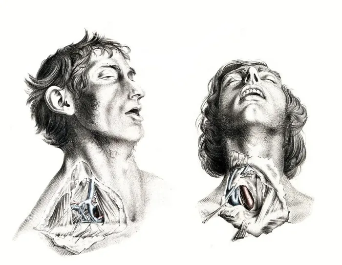 Framed Print : Medicine, human anatomy, the circulatory system