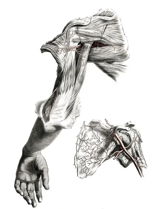 Framed Print : Medicine, human anatomy, the circulatory system Framed Print : Medicine, human anatomy, the circulatory system