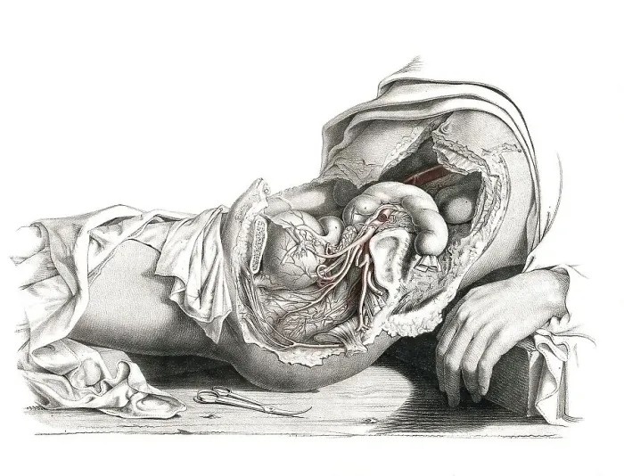 Framed Print : Medicine, human anatomy, the circulatory system Framed Print : Medicine, human anatomy, the circulatory system