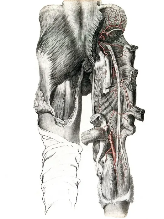 Framed Print : Medicine, human anatomy, the circulatory system
