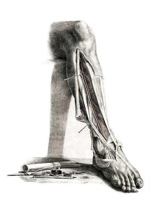 Framed Print : Medicine, human anatomy, the circulatory system Framed Print : Medicine, human anatomy, the circulatory system
