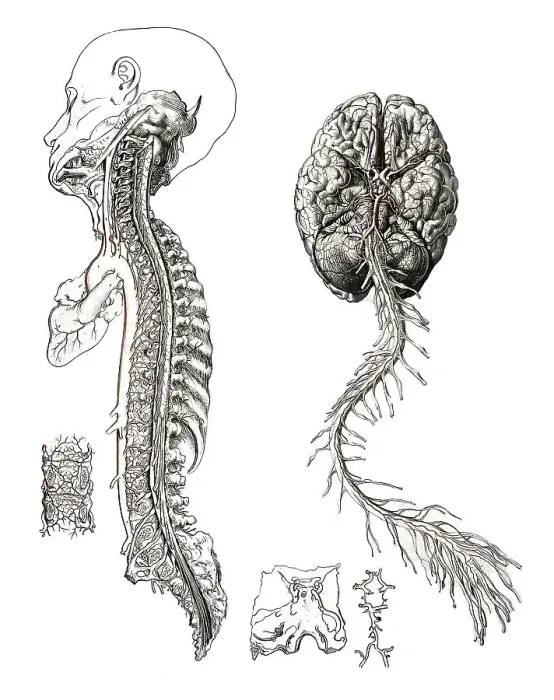 Framed Print : Medicine, human anatomy, the circulatory system Framed Print : Medicine, human anatomy, the circulatory system