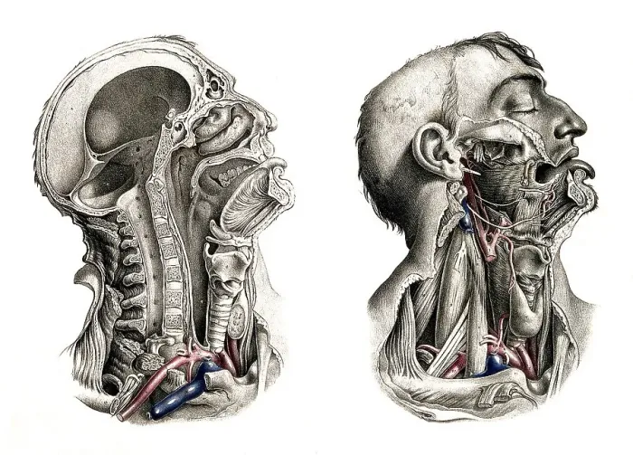 Framed Print : Medicine, human anatomy, dissection of head and neck Framed Print : Medicine, human anatomy, dissection of head and neck