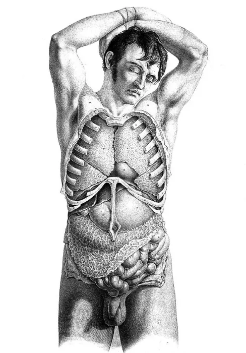 Framed Print : Medicine, human anatomy, dissection of the torso of a standing man Framed Print : Medicine, human anatomy, dissection of the torso of a standing man