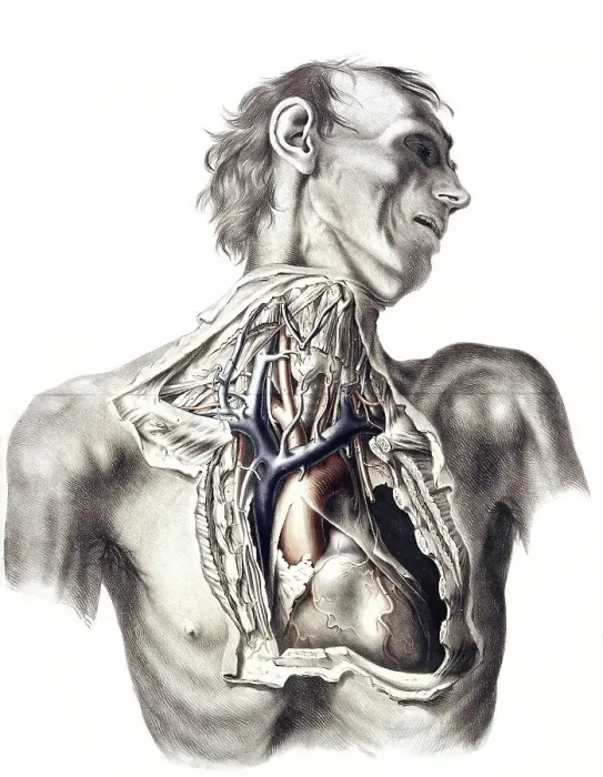 Framed Print : Medicine, human anatomy, The great arteries of the thorax and neck