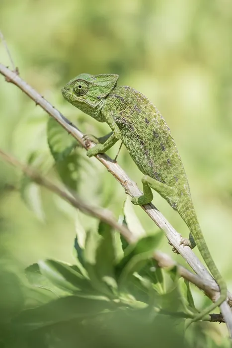 Framed Print : Mediterranean chameleon (Chamaeleo chamaeleon) Framed Print : Mediterranean chameleon (Chamaeleo chamaeleon)