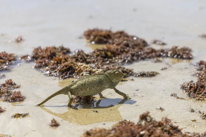 Framed Print : The Mediterranean chameleon, chameleo chameleon