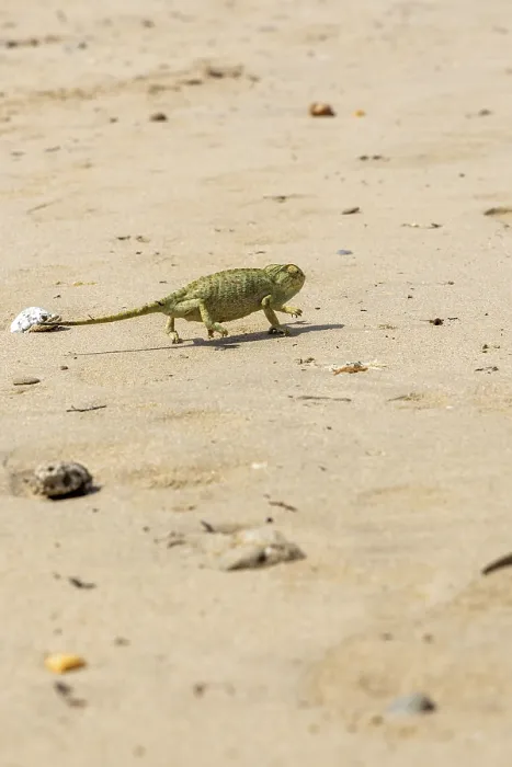 Framed Print : The Mediterranean chameleon, chameleo chameleon