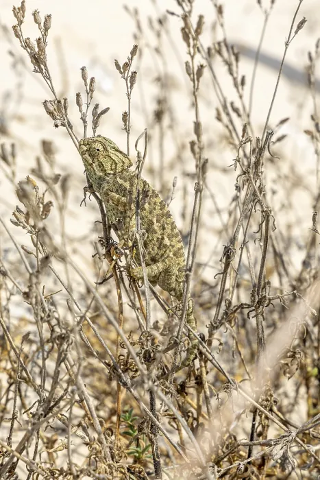 Framed Print : The Mediterranean chameleon, chameleo chameleon