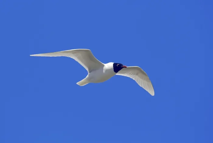 Framed Print : Mediterranean gull (Larus melanocephalus)