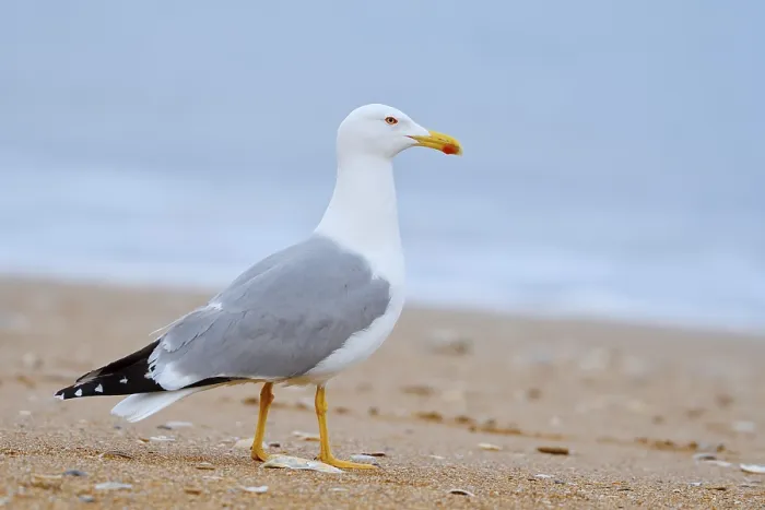 Framed Print : Mediterranean gull (Larus michahellis) on the beach