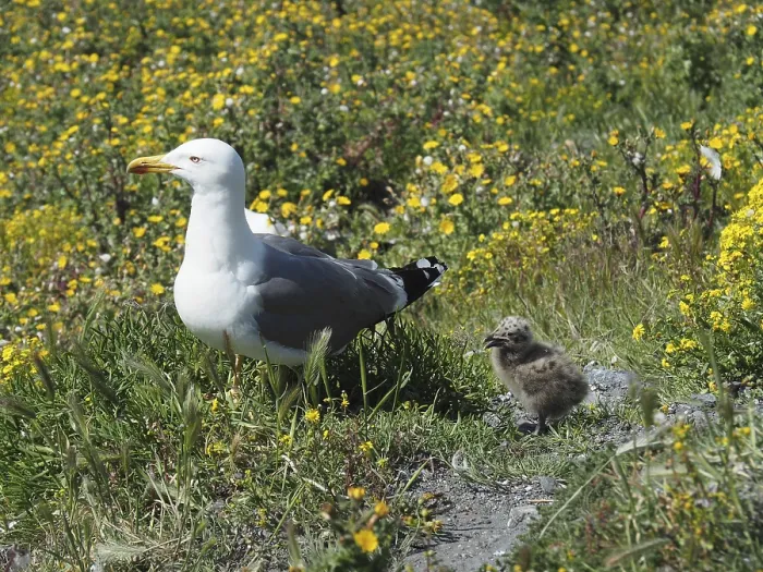 Framed Print : A Mediterranean gull (Larus michahellis) stands next to a chick in the green grass