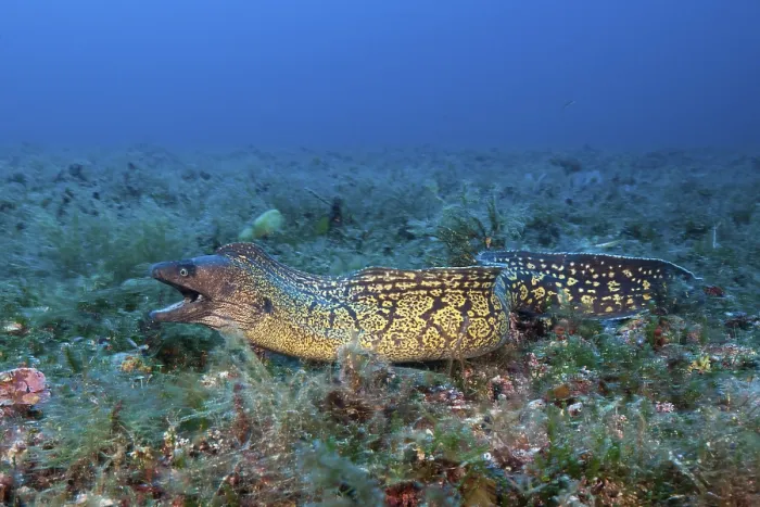 Framed Print : Mediterranean moray eel, Muraena helena Framed Print : Mediterranean moray eel, Muraena helena