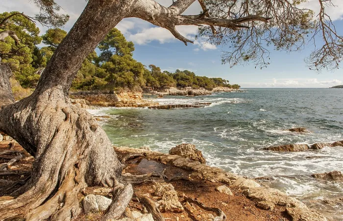 Framed Print : Mediterranean shores of the Ile Sainte Marguerite Framed Print : Mediterranean shores of the Ile Sainte Marguerite
