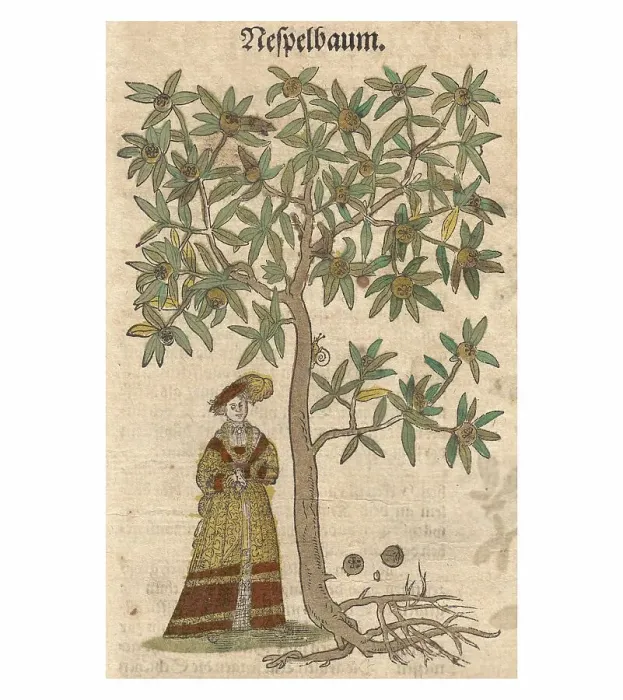 Framed Print : Medlar, Common Medlar (Mespilus germanica)