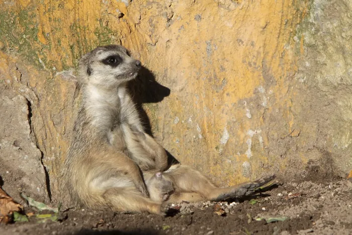 Framed Print : Meerkat Framed Print : Meerkat