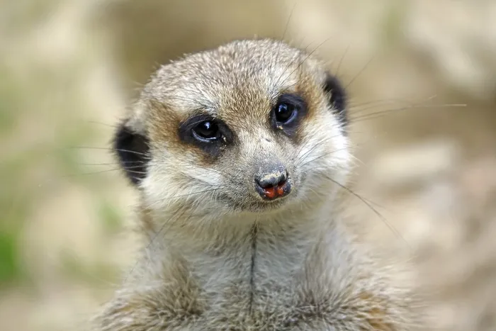 Framed Print : Meerkat Framed Print : Meerkat