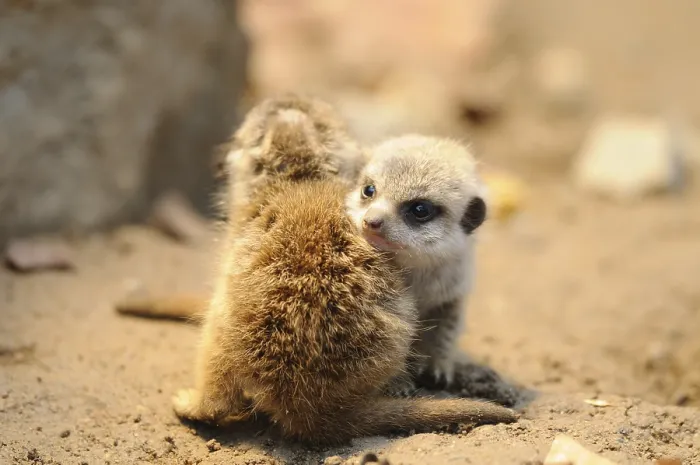Framed Print : Two meerkat babies cuddling on sandy ground
