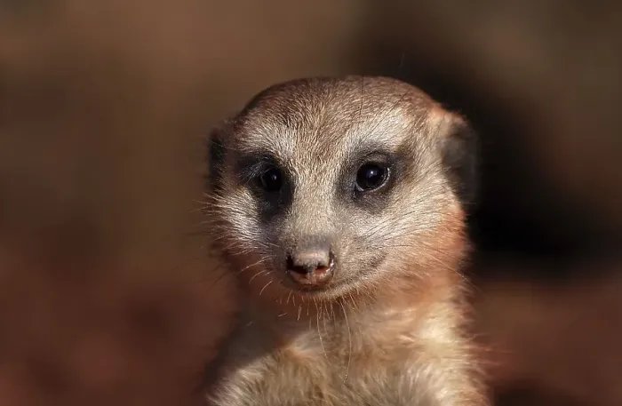 Framed Print : Meerkat looking funny and curiously Framed Print : Meerkat looking funny and curiously