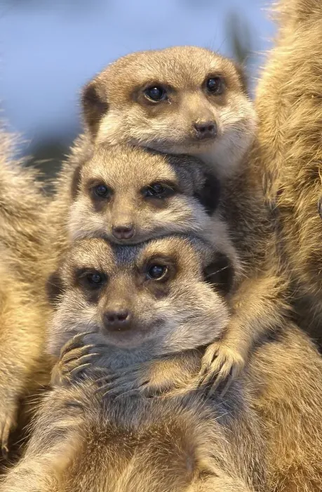 Framed Print : Meerkat (Suricata suricatta)