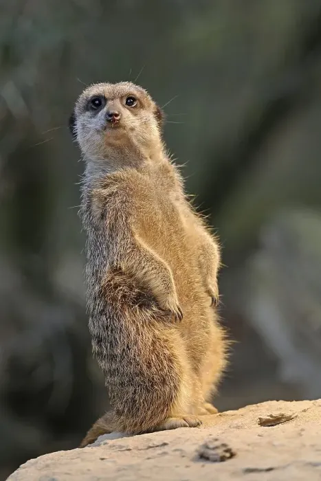 Framed Print : Meerkat (Suricata Suricatta)