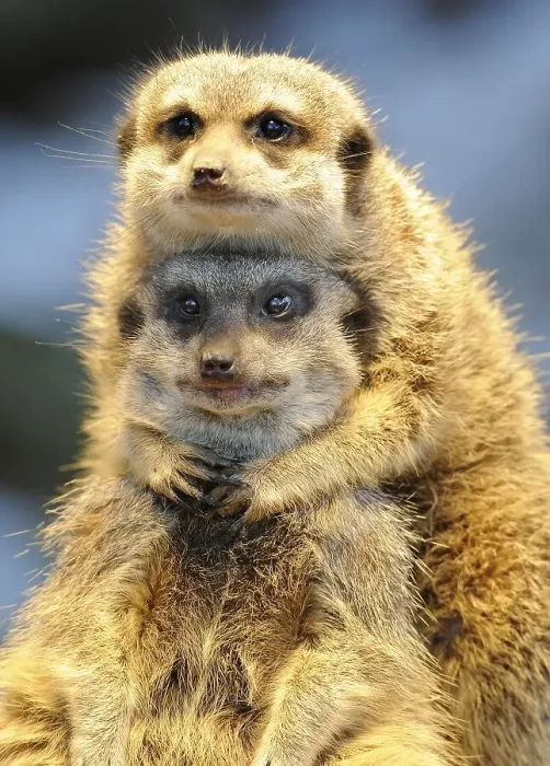 Framed Print : Meerkat (Suricata suricatta)
