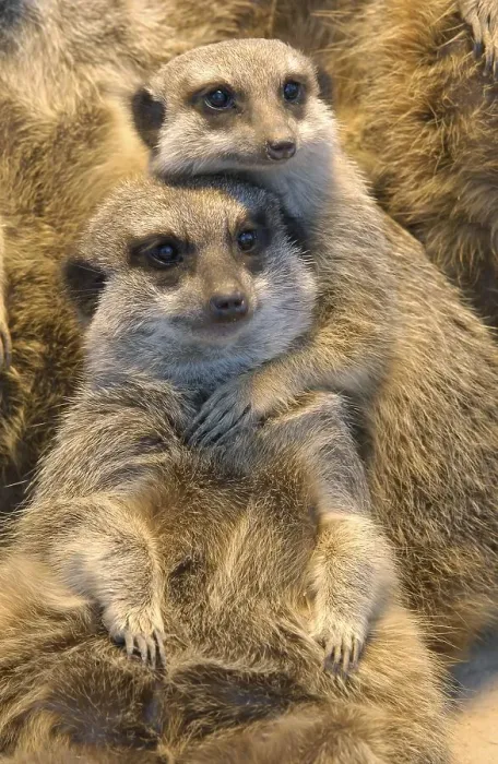 Framed Print : Meerkat (Suricata suricatta) Framed Print : Meerkat (Suricata suricatta)