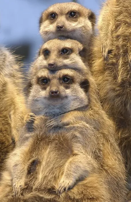 Framed Print : Meerkat (Suricata suricatta) Framed Print : Meerkat (Suricata suricatta)