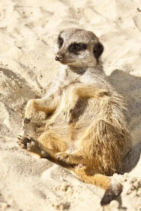 Framed Print : Meerkat (Suricata suricatta)