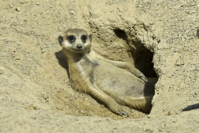 Framed Print : Meerkat (Suricata suricatta) adult Framed Print : Meerkat (Suricata suricatta) adult