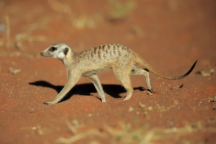Framed Print : Meerkat (Suricata suricatta), adult