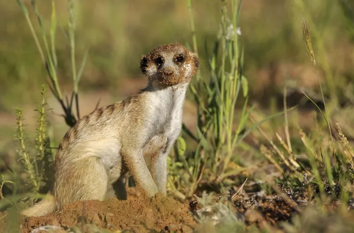 Framed Print : Meerkat (Suricata suricatta) adult Framed Print : Meerkat (Suricata suricatta) adult