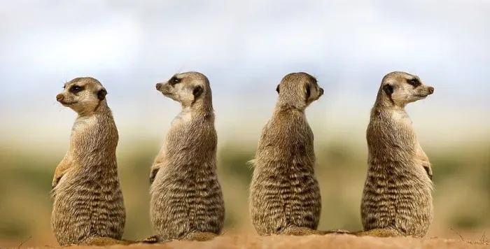 Framed Print : MEERKAT (suricata suricatta), ADULTS LOOKING AROUND