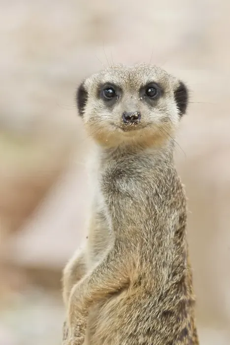 Framed Print : Meerkat (Suricata suricatta), captive