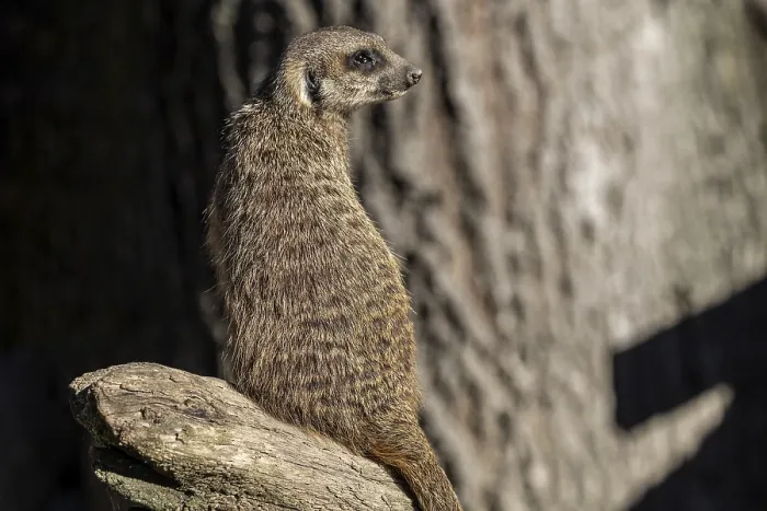 Framed Print : Meerkat (Suricata suricatta), on the lookout Framed Print : Meerkat (Suricata suricatta), on the lookout