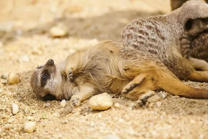 Framed Print : Meerkat (Suricata suricatta) lying on the ground Framed Print : Meerkat (Suricata suricatta) lying on the ground
