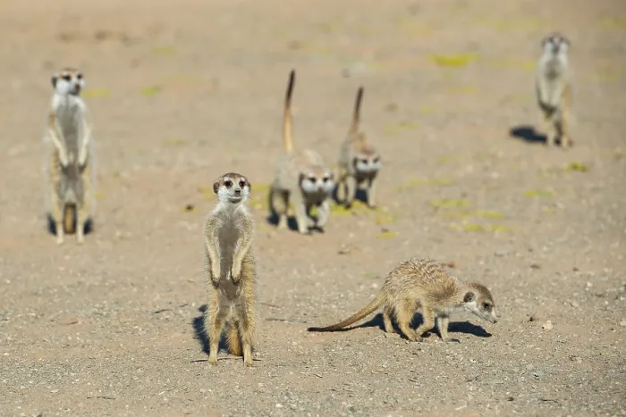 Framed Print : Meerkat (Suricata suricatta), near Keetmanshoop