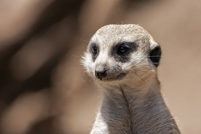 Framed Print : Meerkat (Suricata suricatta) portrait