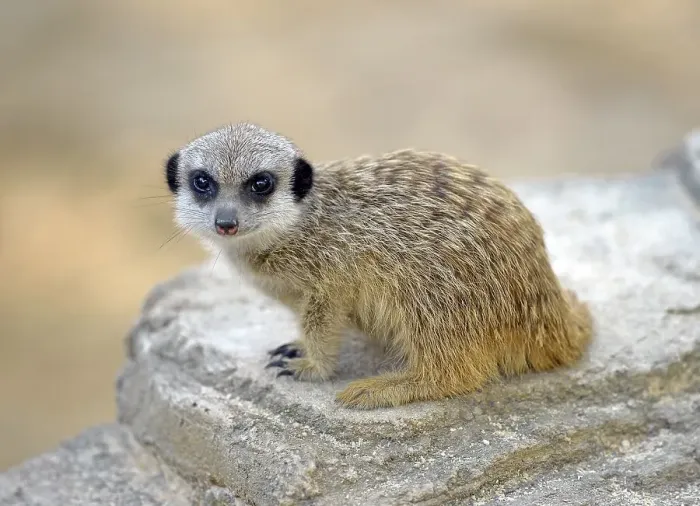Framed Print : Meerkat (Suricata suricatta), pup