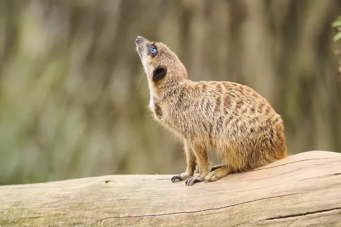 Framed Print : Meerkat (Suricata suricatta) sitting on the ground
