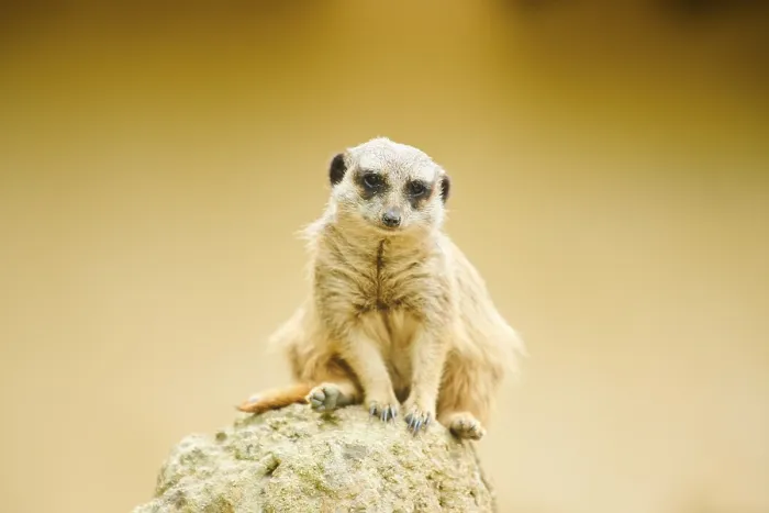 Framed Print : Meerkat (Suricata suricatta) sitting on a rock
