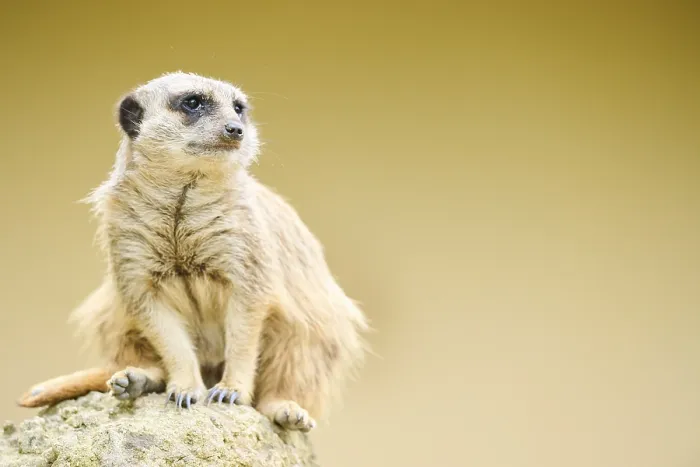 Framed Print : Meerkat (Suricata suricatta) sitting on a rock