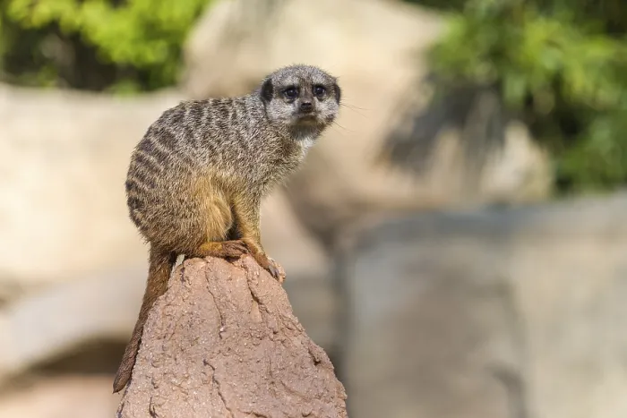 Framed Print : Meerkat (Suricata suricatta) sitting on a rock Framed Print : Meerkat (Suricata suricatta) sitting on a rock