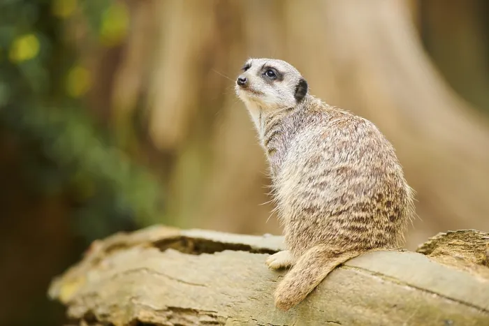 Framed Print : Meerkat (Suricata suricatta) sitting on a tree trunk