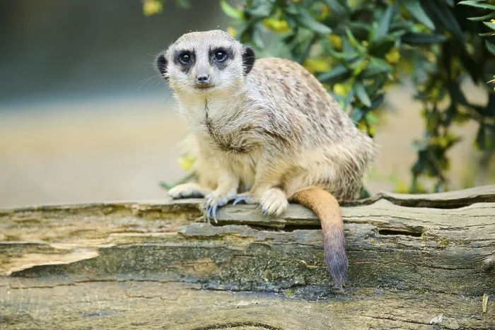 Framed Print : Meerkat (Suricata suricatta) sitting on a tree trunk