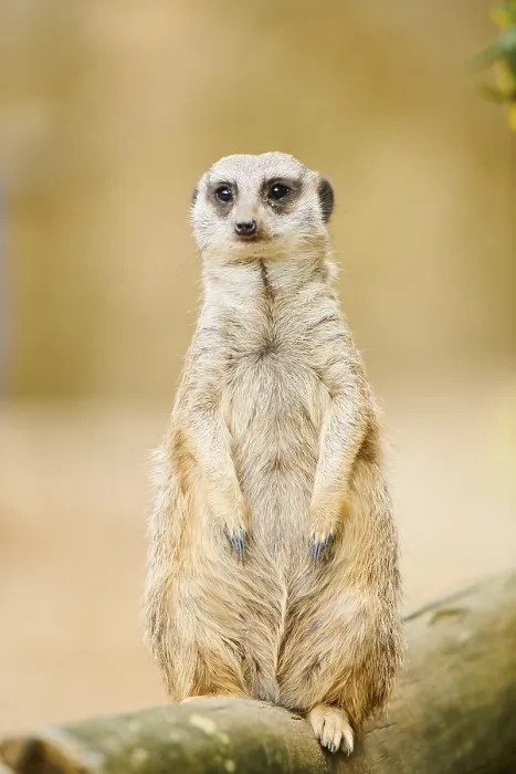 Framed Print : Meerkat (Suricata suricatta) standing on a tree trunk