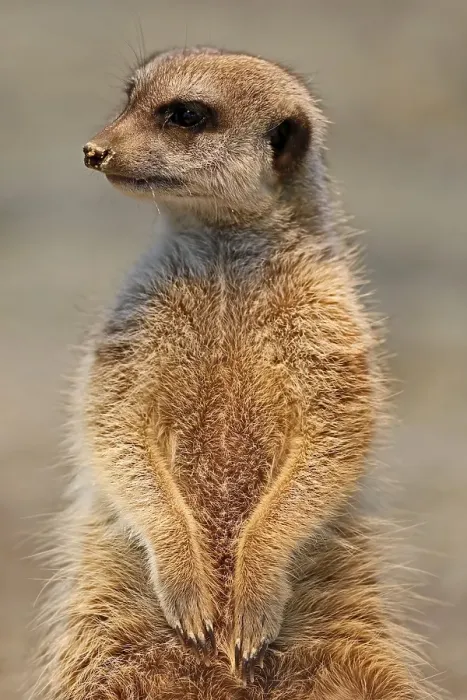 Framed Print : Meerkat (Suricata suricatta) stands upright, captive Framed Print : Meerkat (Suricata suricatta) stands upright, captive