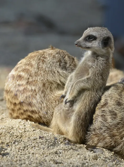 Framed Print : Meerkat (Suricata suricatta), Young Animal Framed Print : Meerkat (Suricata suricatta), Young Animal