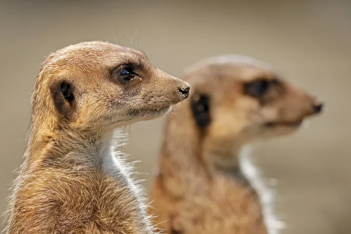 Framed Print : Meerkat (Suricata suricatta), young, captive